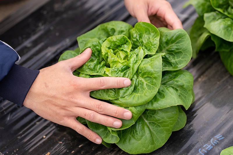 これからの西風農園