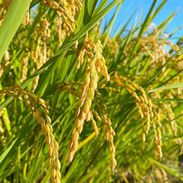 お米（ひのひかり）