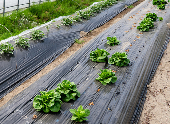 西風農園の風景3