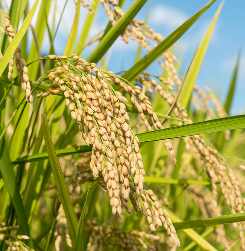 西風農園の風景1