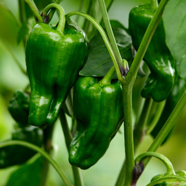 ピーマン（2種）